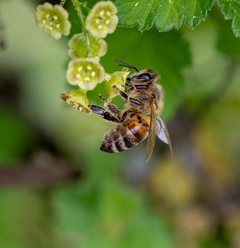 Wittenzellner-Patersdorf-Bienen-02-1