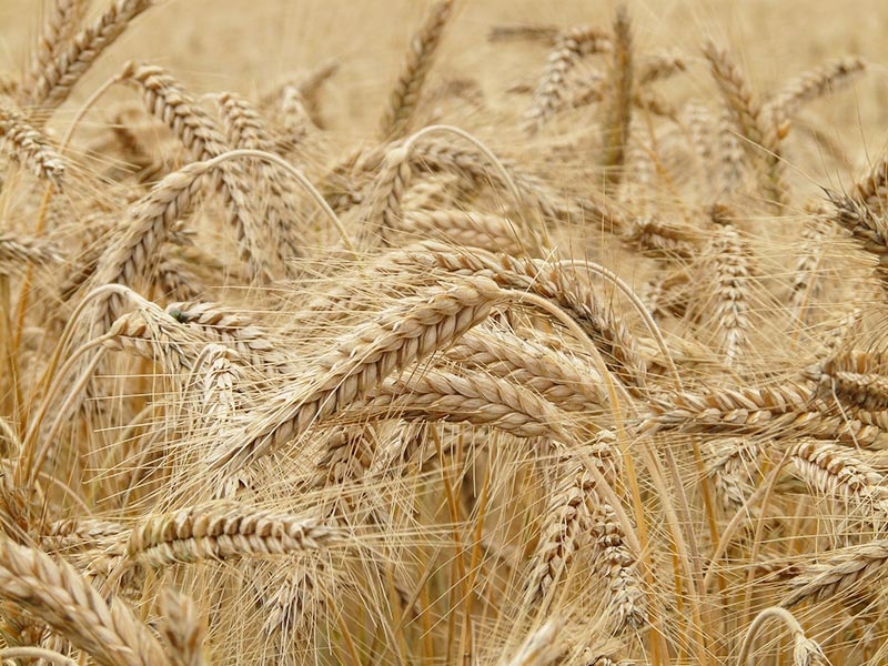 Wittenzellner-Patersdorf-Bio-01-1