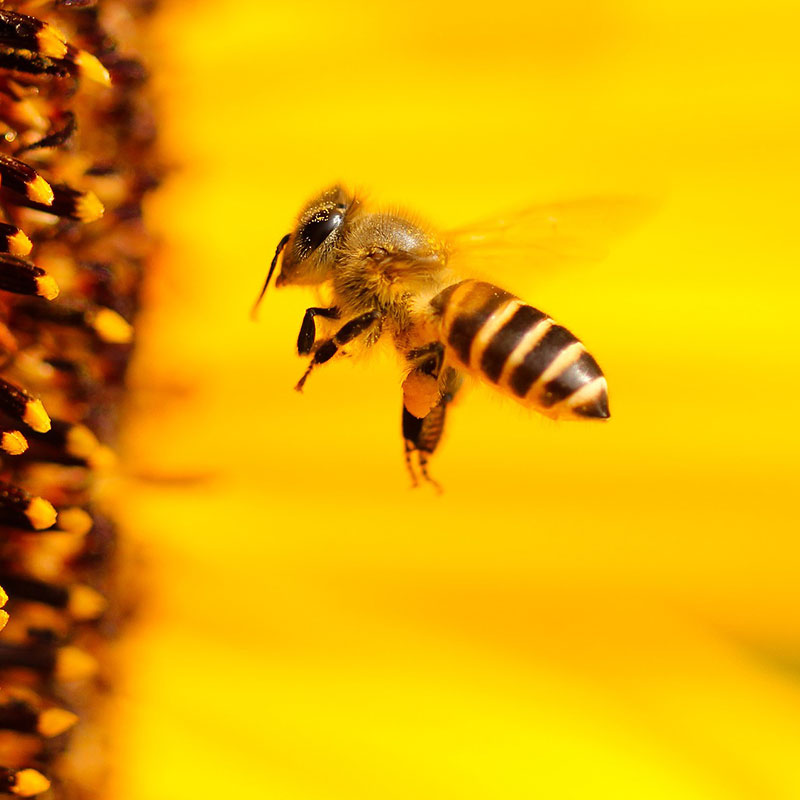 Bienenfutter