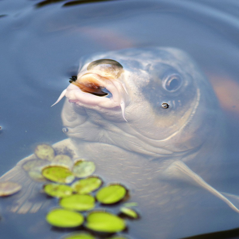 Futtermittel für Fische