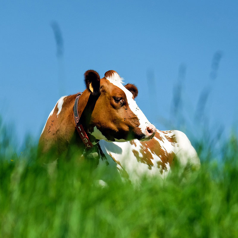 Futtermittel Landwirtschaft